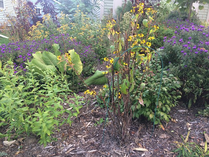 Example of native plantings at 1618 Muscatine
