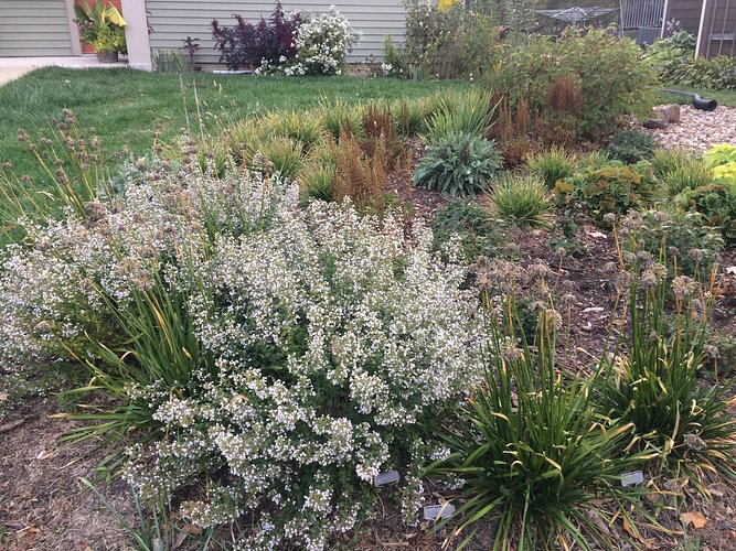 Example of native plantings at 1618 Muscatine